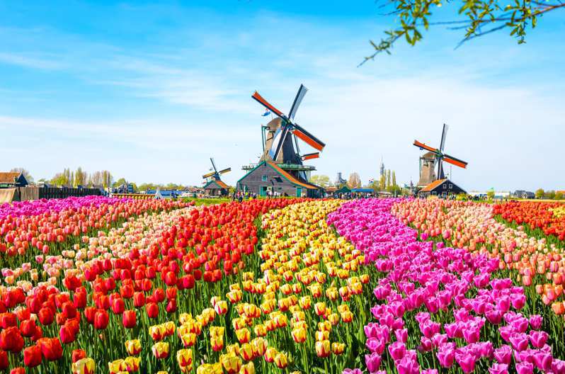 歐洲賞花首推世界最大、每年只開放兩個月之荷蘭「庫肯霍夫鬱金香花園」，占地超過32公頃。可樂旅遊提供
