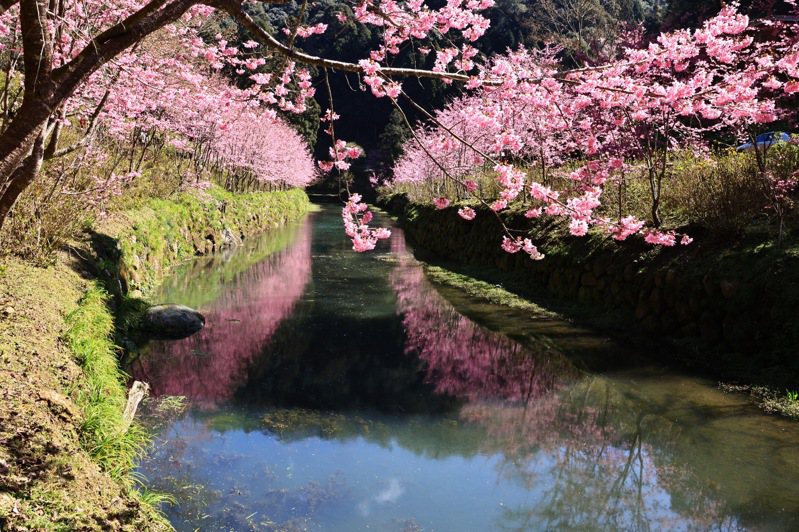 杉林溪今年在溪流兩岸爆開的櫻花，形成全台灣獨一無二的「櫻花河岸」美景。圖／杉林溪森林遊樂區提供