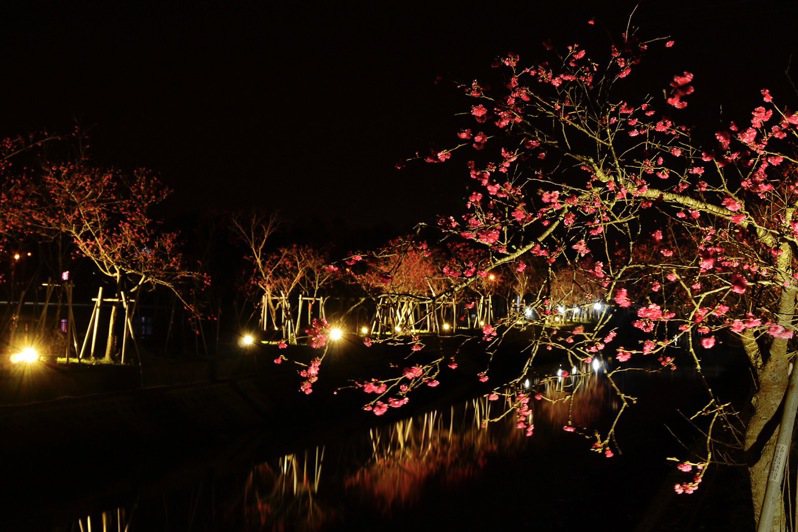 今年復辦「夜櫻」，大排兩側燈光夜晚照耀，呈現與白天不同的風情。圖／羅東鎮公所提供