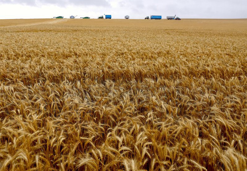 繼美國過去一周超過50萬公噸的小麥被中國大陸撤單後，如今又傳出大陸進口商已取消或延後進口約100萬公噸澳洲小麥的消息。路透