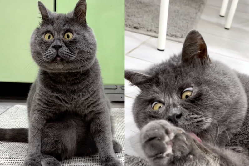有著漂亮藍灰色毛髮的貓貓「費迪亞」（Fedya）臉部五官集中，睜大的雙眼看起來總是很驚訝。（圖／翻攝自IG @fedja_kot）