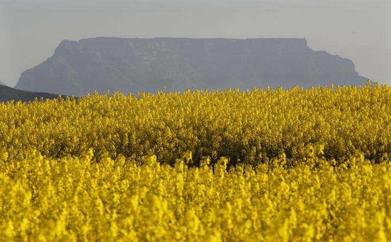 南非開普敦油菜花田，背景是頂端呈現平台的桌山。美聯社