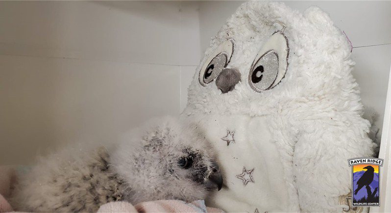 工作人員在大鵰鴞（Great horned owl）寶寶籠子裡放一個「貓頭鷹娃娃」，讓牠在熟悉的面孔陪伴下漸漸長大。圖擷自臉書Raven Ridge Wildlife Center