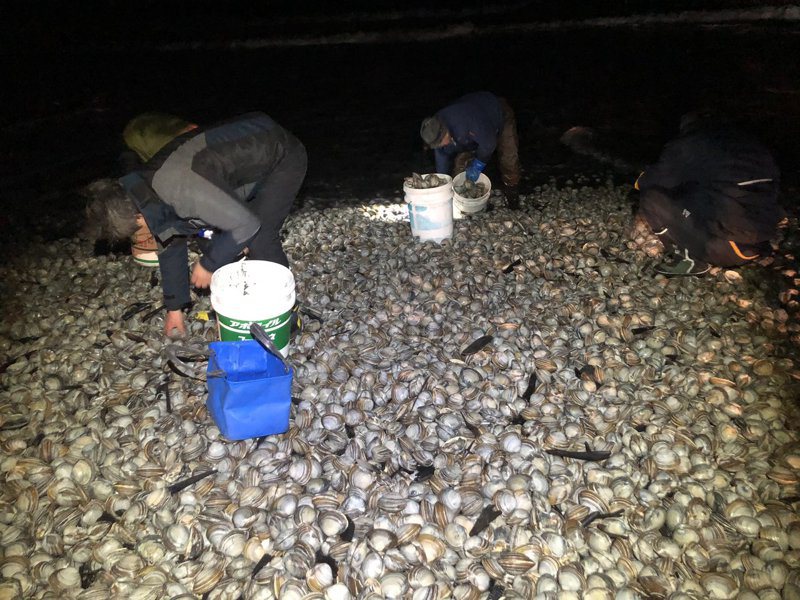 北海道海岸近來出現大量被沖上岸的北寄貝，吸引民眾前來撿拾。圖擷自X