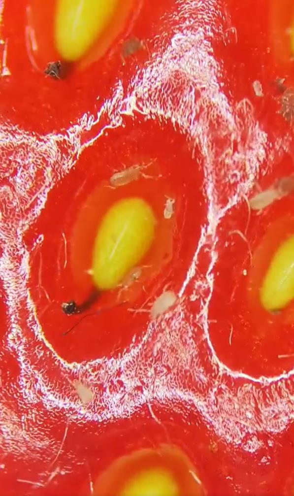 顯微鏡下的草莓表皮有許多蟲蟲亂竄。截自X