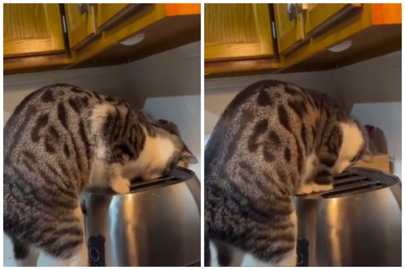 虎斑貓在廚房對著烤麵包機狂撈。圖取自IG