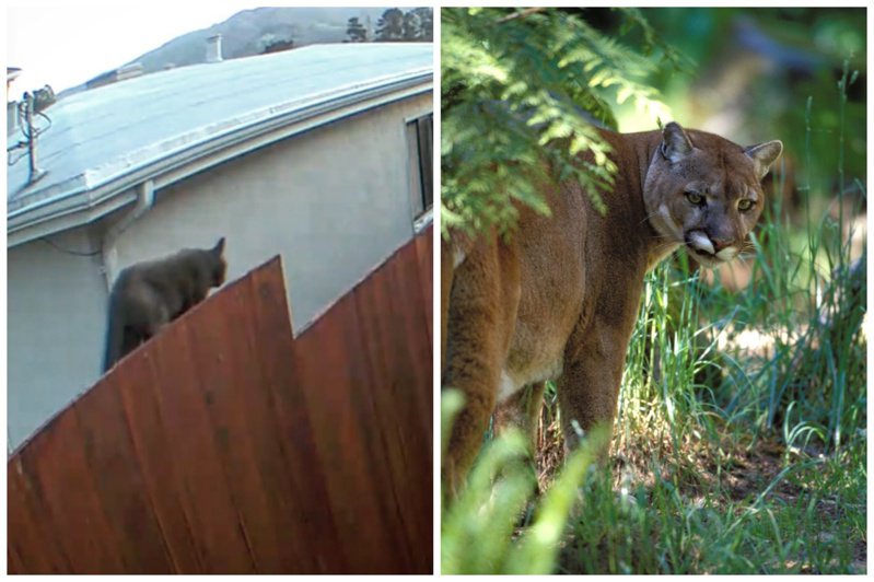 舊金山住家附近出現疑似山獅的動物。左圖取自臉書，右圖ingimage示意圖