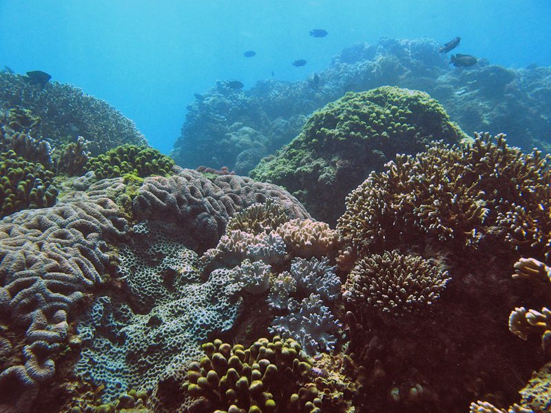 宝盛水族生态游乐区紧临基翚海域，可能直接冲击这块海域的珊瑚礁生态。图／地球公民提供