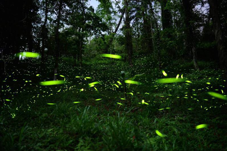 東勢林場螢火蟲季開鑼，場內以黑翅螢為大宗，每年大發生期落在4月中旬，高峰期數量可達2、30萬隻，相當壯觀。聯合報系資料照／東勢林場提供