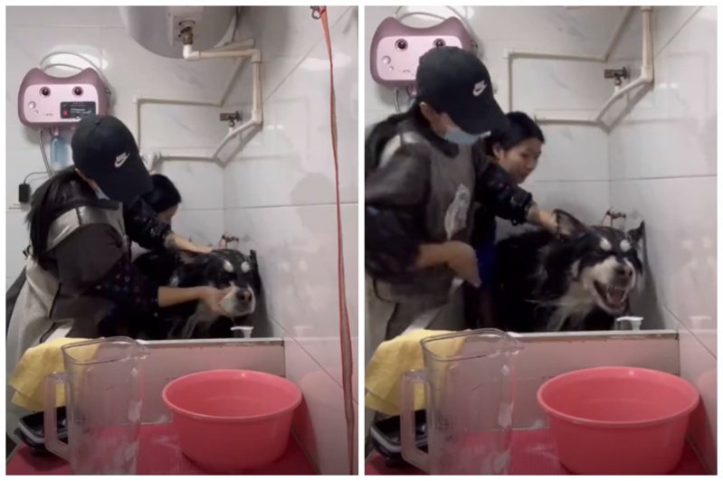 寵物店正在幫阿拉斯加雪橇犬洗澡，洗到一半狗狗突然不知哪根筋不對發出憤怒的低吼聲。圖取自抖音