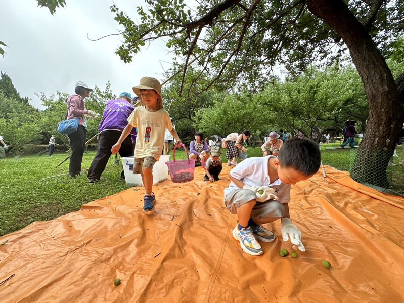 清华大学历史悠久的著名景点「梅园」，有史以来第一次开放、举办采梅子活动，不少清华人今天一早就在梅园前聚集，更有许多校友是带著小小孩前来参加。记者王骏杰／摄影