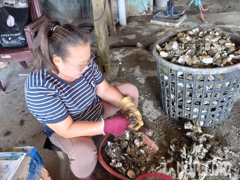 台南市牡蠣爆殼死亡嚴重，水試所採檢後找出原因，也提出防範策略。記者鄭惠仁／攝影