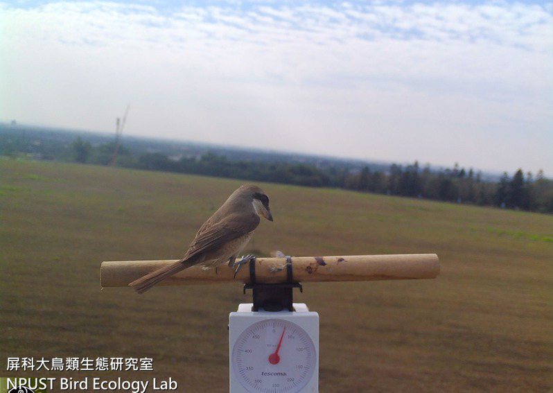 栖架上红尾伯劳鸟，体重最轻不到30公克。图／取自屏科大鸟类生态研究室粉专
