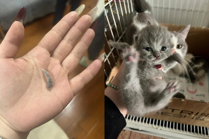 一名飼主分享特殊的經驗，家裡迎來一窩剛出生的小貓咪，他卻發現其中一隻的尾巴自己斷了。圖擷自微博