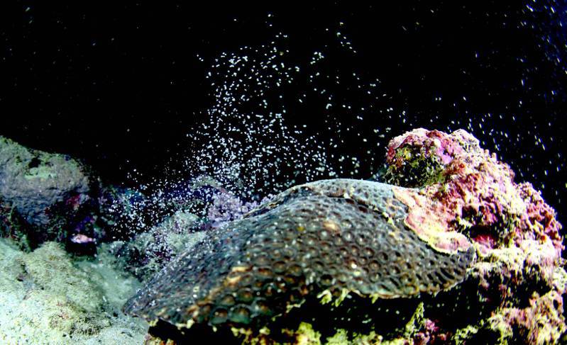 每年農曆3月23日（5月1日）是媽祖的生日，也是墾丁珊瑚噴發產卵的時間點，國立海生館和墾管處合作將於5月1日晚上安排兩場直播，一起見證海洋生命的生態奇觀。圖／墾管處提供