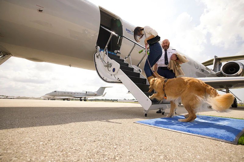 Bark Air不僅允許狗狗上機，且可省略海關、安檢程序，只要在飛機起飛前一小時，和飼主抵達機場即可。 (來源：取自Bark Air官網)