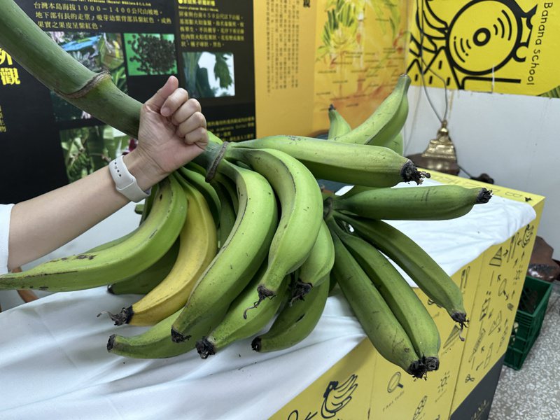 煮食蕉牛角蕉，跟女性手臂一樣大。記者劉星君／攝影