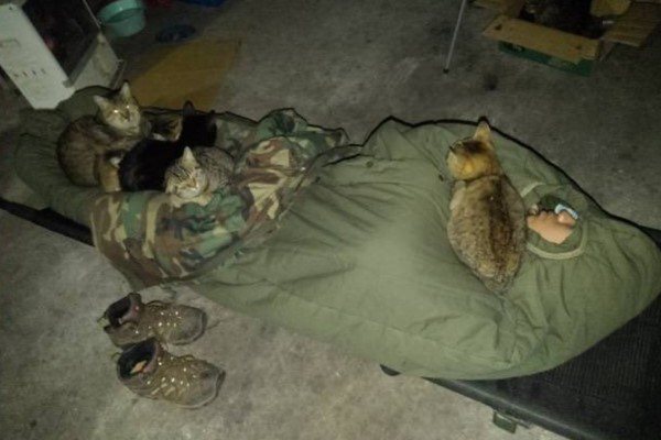 男子在車庫野營，吸引六隻浪貓跑來一起睡。圖取自X