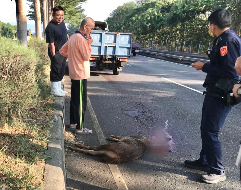 去年12月間，一隻水鹿從樹林竄出彰化縣東外環道路，疑遭一輛貨車當場撞死，東外環去年已發生2件水鹿遭路殺事件。圖／民眾提供