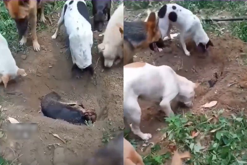 一名飼主想埋葬去世的狗狗，小狗的同伴全都圍在一旁幫忙蓋上土。圖擷自微博