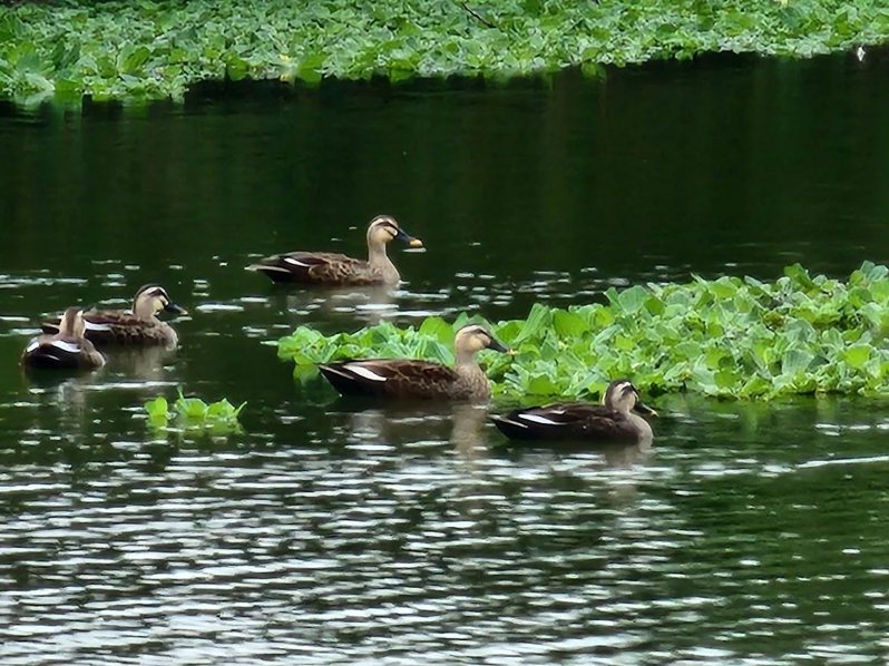 溪埔子人工湿地成功打造和谐的自然场域，近年来更是吸引许多鸟类驻足于池区岛屿，成为一处新的赏鸟景点。图／新竹市府提供