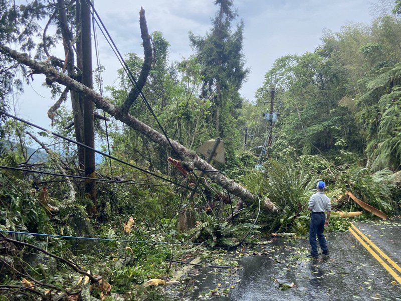 南投鹿谷地區今午後突有大樹倒塌，壓毀路旁高壓電線，導致溪頭青年活動中心及當地逾2千戶大停電。圖／台電提供