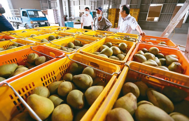 大陸宣布將批准台灣文旦柚輸入，貿易商盼對岸不要動輒祭出禁銷令。本報資料照片
