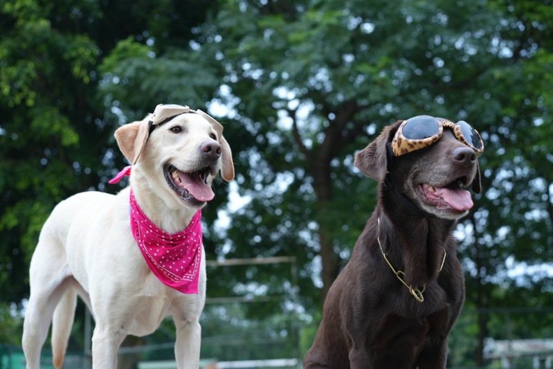 新北市消防局搜救犬「木蘭」（左）因確診惡性肥大細胞瘤病逝，曾在多次災難中出生入死執行任務的英勇身影已無法再見。圖／新北市消防局提供