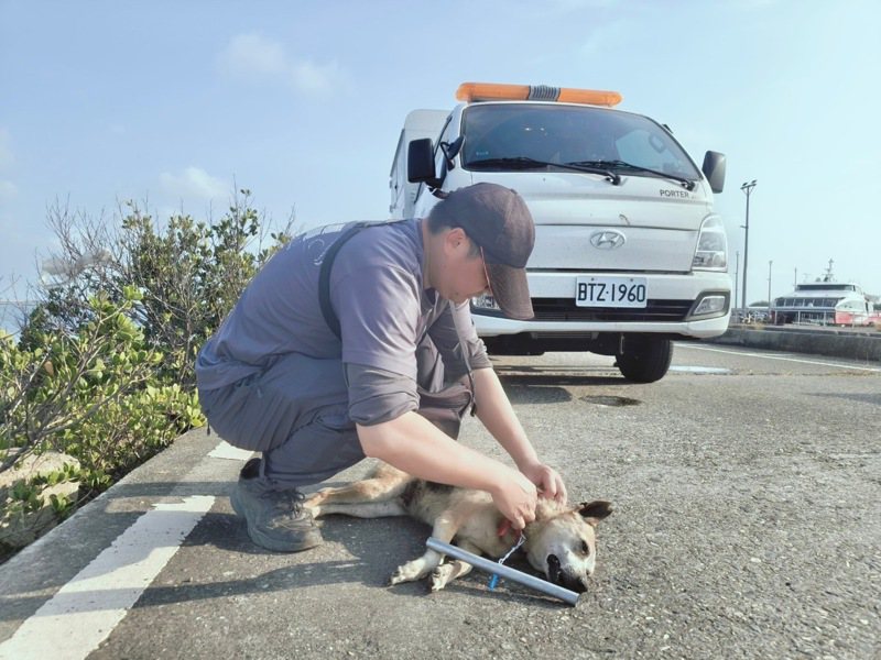工作人员帮流浪犬配戴犬只矫正器。图／嘉义县政府提供