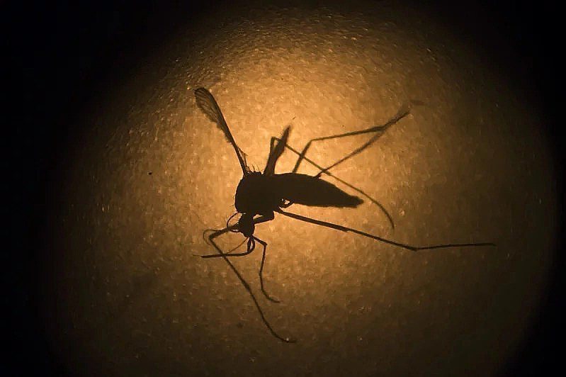 南部縣市病媒蚊指數呈上升趨勢。（美聯社）