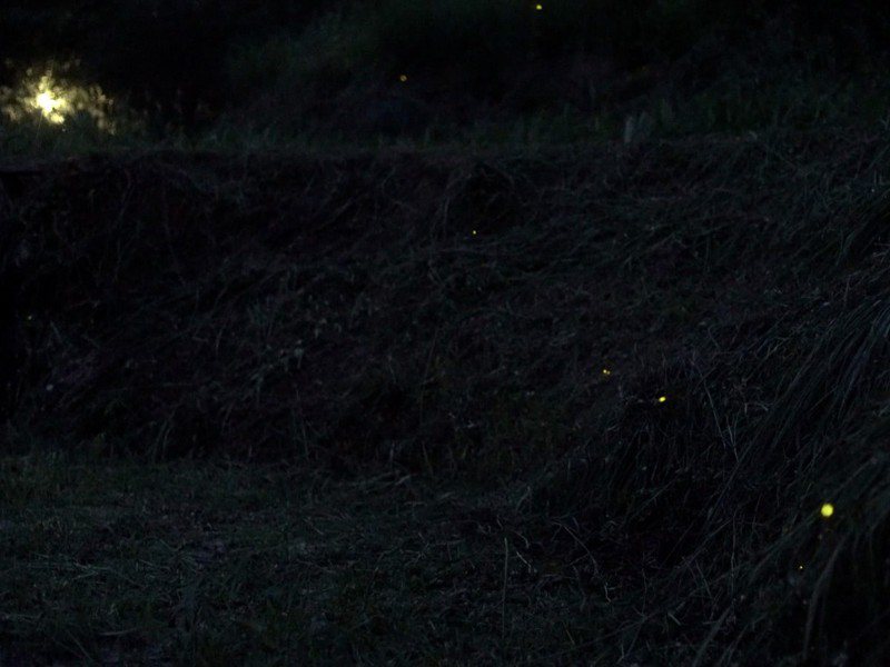 石門區的出磺口農場辦理夜觀賞螢活動，雖然比起去年今年螢火蟲受氣候影響較少，不過依舊是賞螢的好去處。 圖／紅樹林有線電視提供
