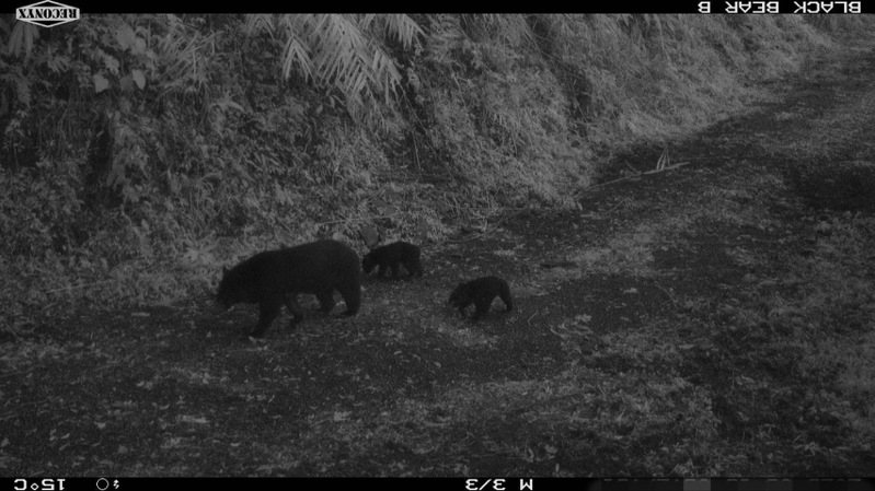 台東近郊利嘉林道近日被林業保育署台東分署與利嘉社區合作設置的紅外線自動相機，紀錄到母熊攜2隻黑熊寶寶的珍貴畫面。圖／林業保育署台東分署提供