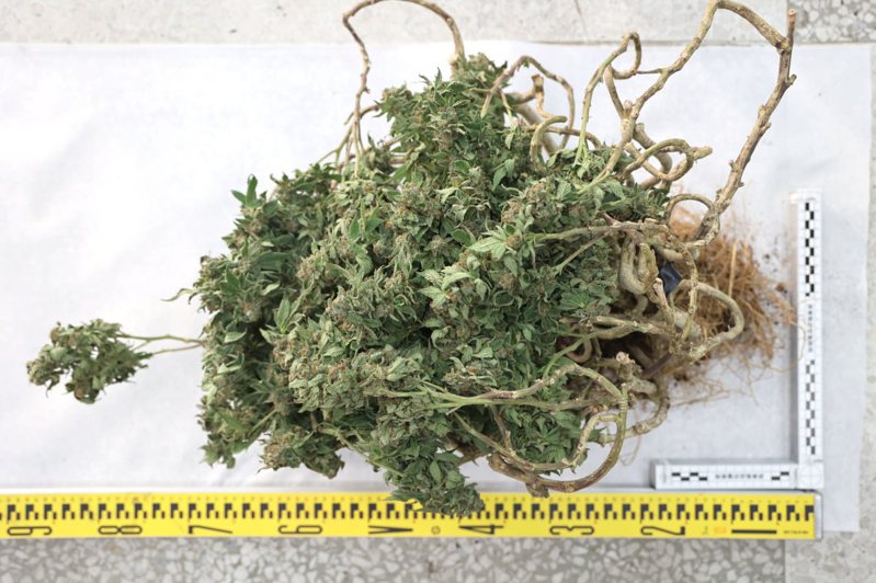 警方查扣大麻花成品。图／警方提供