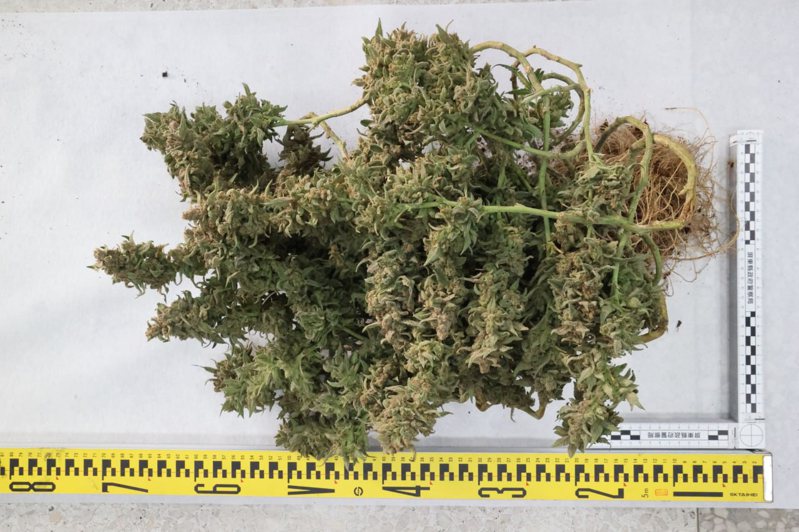 警方查扣大麻花成品。图／警方提供