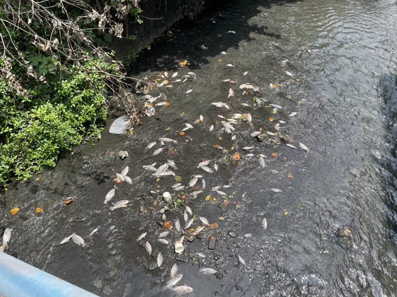 新豐鄉茄苳溪發生水汙染毒死大量魚蝦，魚屍至少綿延1、2公里。圖／新竹縣環保局提供