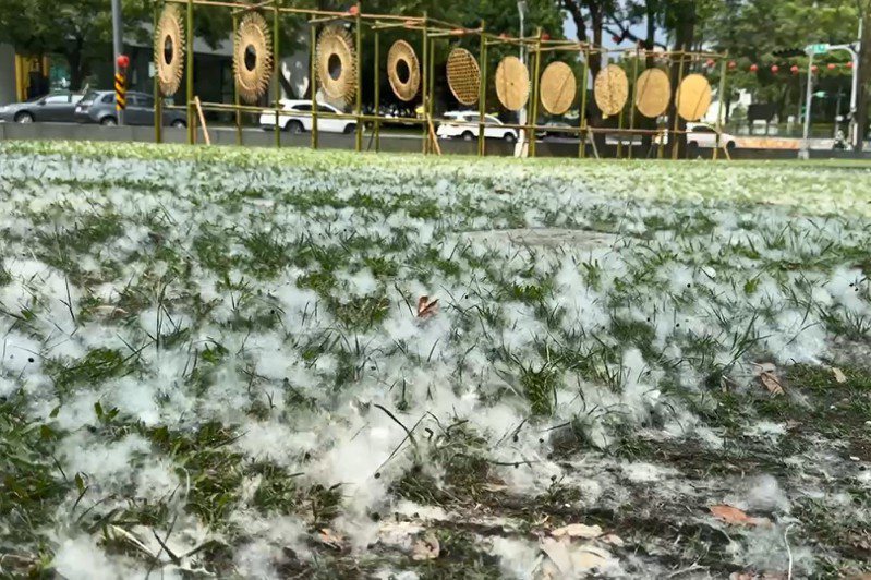 國立台灣工藝研究發展中心附近已見木棉花絮飄揚，猶如下起雪，白色棉絮逸散草皮上也別有風情。圖／民眾提供