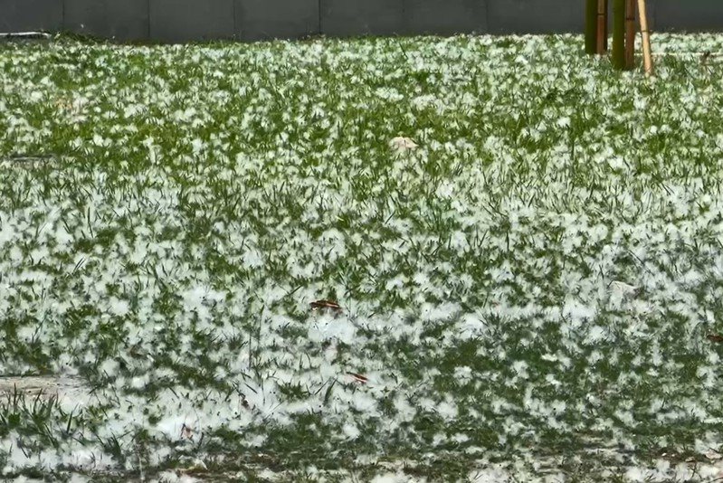 国立台湾工艺研究发展中心附近已见木棉花絮飘扬，犹如下起雪，白色棉絮逸散草皮上也别有风情。图／民众提供