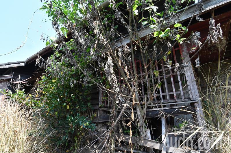 台湾烟叶耕种时业改进社（宿舍）损害较严重的一幢。记者简慧珍／摄影