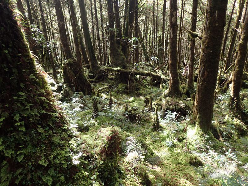 太平山國家森林遊樂區翠峰湖環山步道由於天然環境，比最安靜的住宅區都要寧靜100倍以上，是全球首條寧靜步道。圖／林業署宜蘭分署提供
