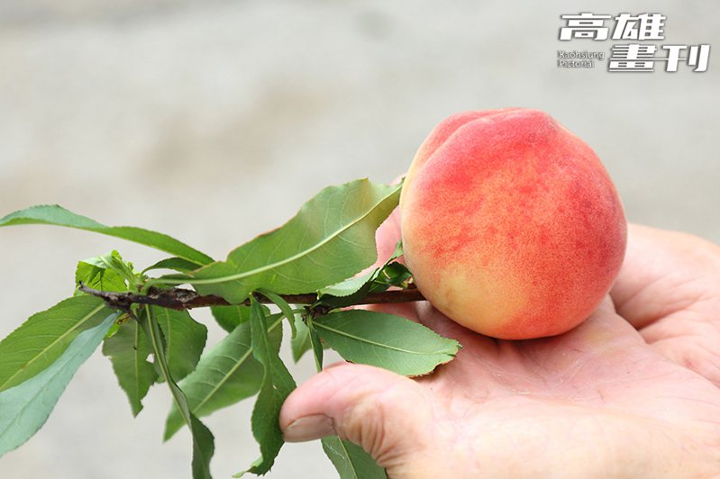 那瑪夏水蜜桃有五月桃之稱，以皮薄多汁香甜爽口、入口即化的果感著稱。(攝影/Carter)