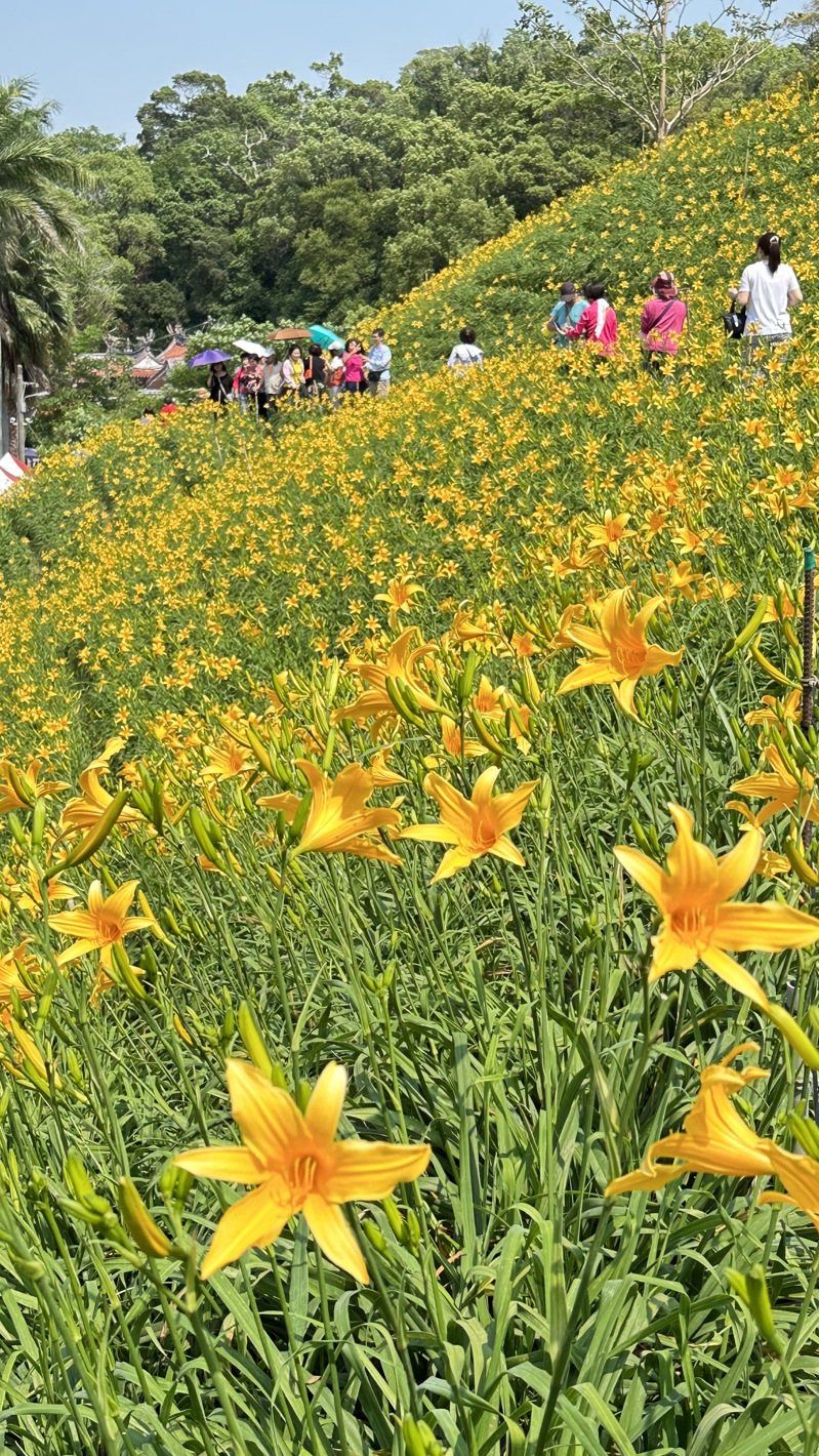 花坛乡虎山岩金针花季展开，预计五月母亲节前后进入满开期。图／民众提供