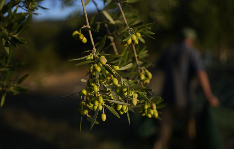 极端气候影响橄榄收成，致橄榄油价格飙出天价。全球最大生产商Deoleo唿吁进行深度变革以防再遭遇类似冲击。美联社(photo:UDN)