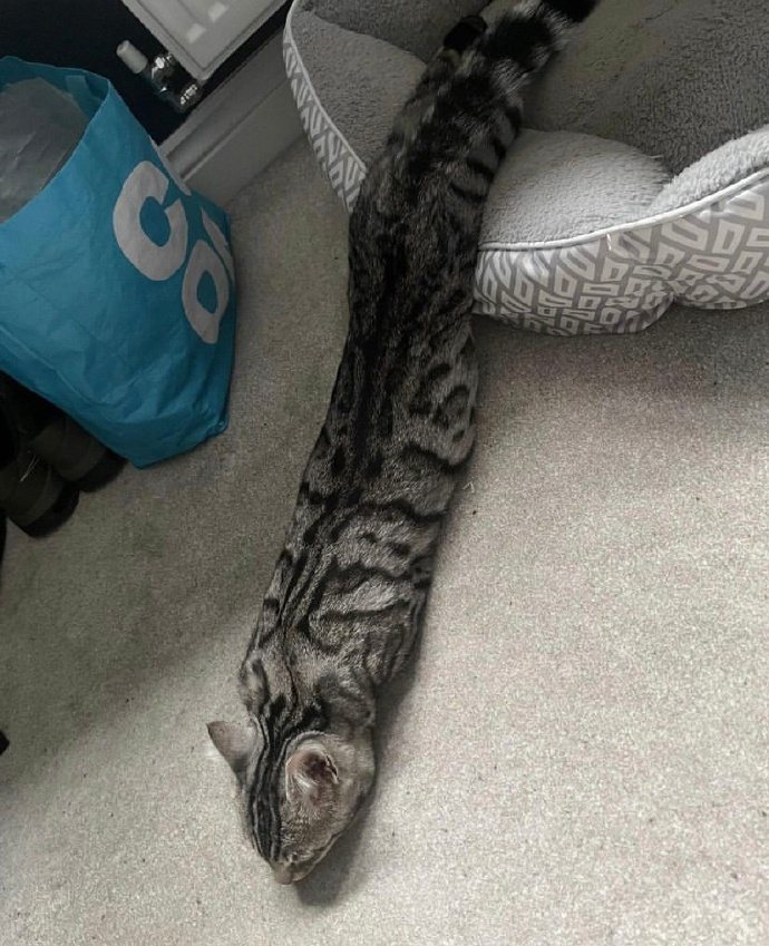 原PO在家裡發現一條「貓貓蛇」，讓網友熱議究竟是什麼生物。圖擷自微博