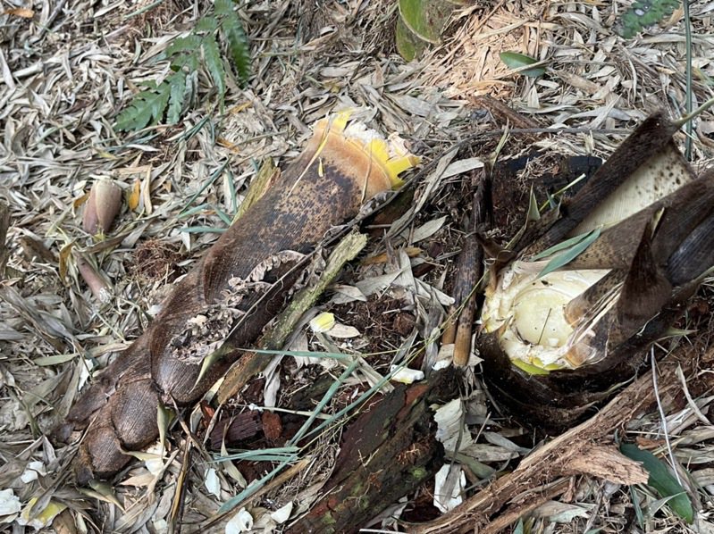 云林县古坑乡山区竹林保留的母竹嫩笋今年遭猕猴大面积啃食，部分竹林已无母竹更新竹林。图／古坑乡公所提供