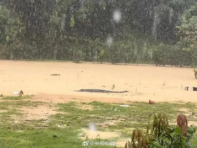 因強降雨成災，大陸廣東中山有鱷魚出逃。圖／擷自央視