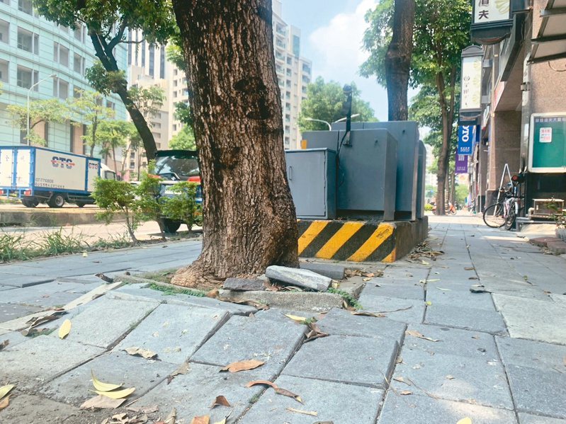 高雄市新莊一路人行道種植黑板樹，許多路段因竄根導致地磚隆起，市府已移植4分之1。記者宋原彰／攝影
