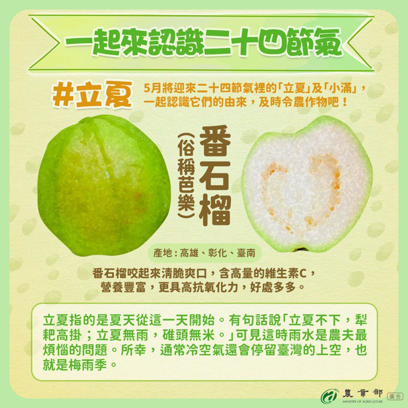農業部說明，台灣的番石榴一年四季都有生產，主要產地在高雄、彰化、台南等縣市。圖／農業部提供