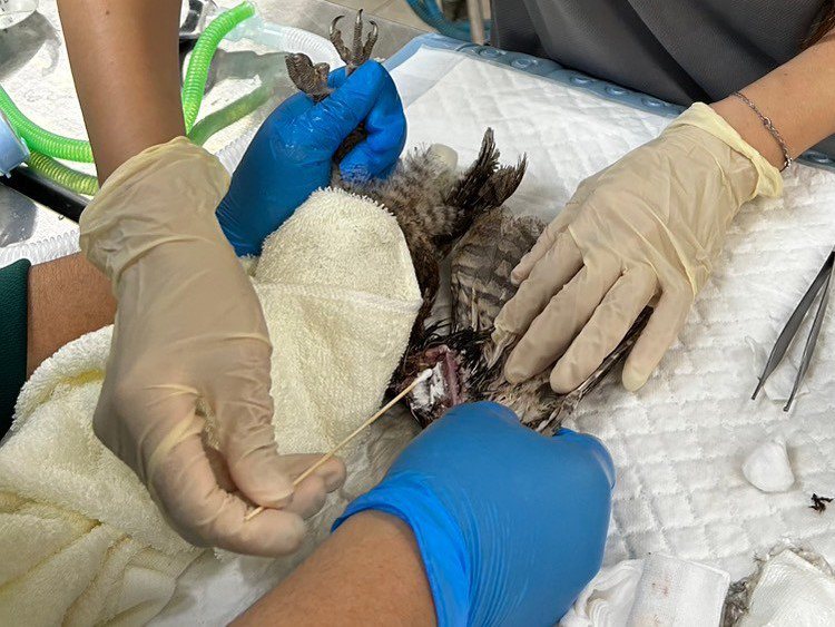 壽山動物園收容中心人員幫翅膀受傷的領角鴞傷口清創。記者王勇超／翻攝