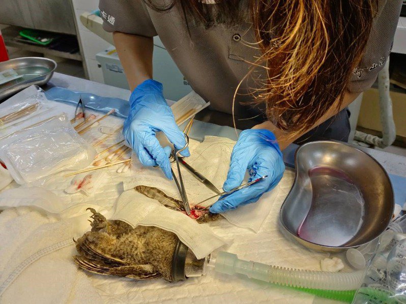 领角鸮遭撞击受伤导致翅膀骨折，寿山动物园收容中心帮牠动手术固定缝合。记者王勇超／翻摄
