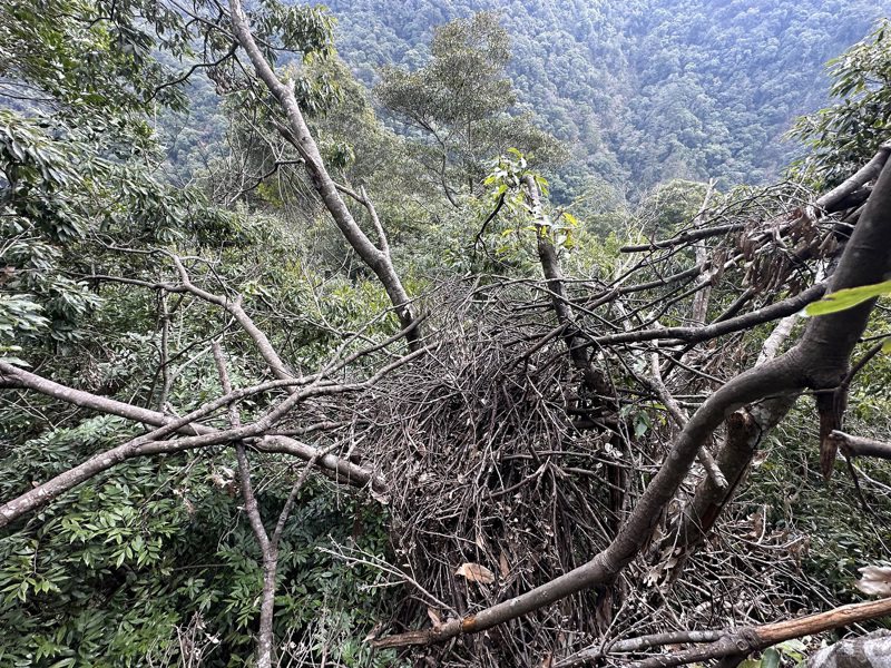 林保署台中分署森林護管員日前發現一棵青剛櫟樹上，竟有4座台灣黑熊的「熊巢」。圖／林保署台中分署提供